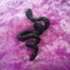 black-swallow-tail-nk-003