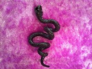 black-swallow-tail-nk-004